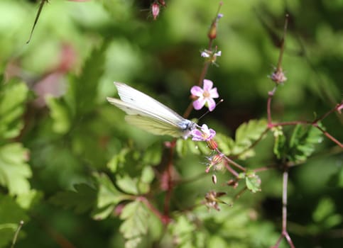 close up of Pieris rapae, the small white butterfly or small cabbage white, sitting on flower