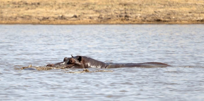 Adult hippo (Hippopotamus amphibius) in a pool, Botswana