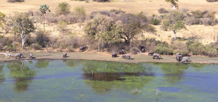 Elephants in the Okavango delta (Botswana), aerial shot