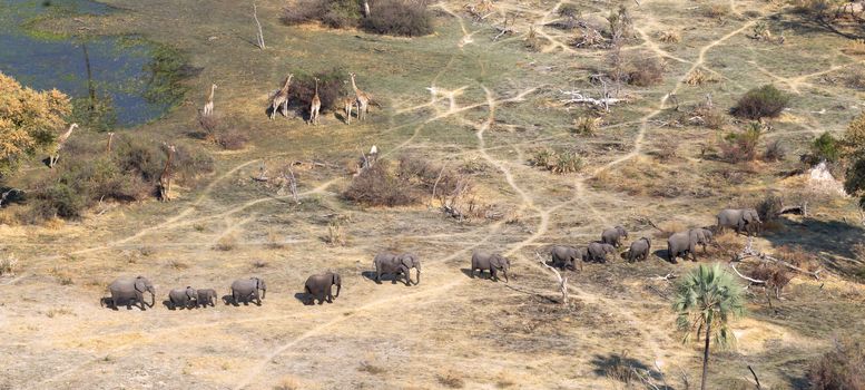 Elephants and giraffes in the Okavango delta (Botswana), aerial shot