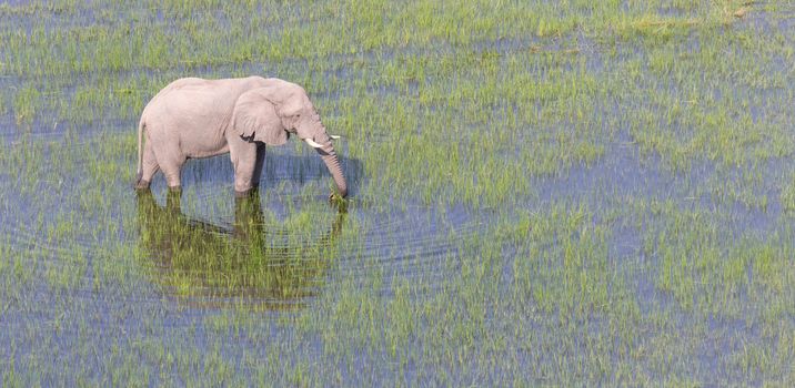 Elephant crossing water in the Okavango delta (Botswana), aerial shot