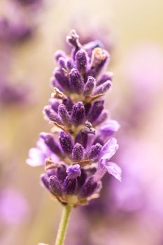 Close up ear of lavender purple aromatic flowers