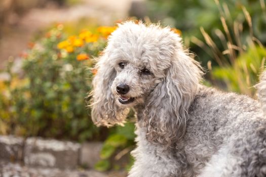 A miniature gray poodle toy standing in the garden