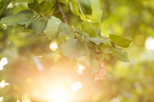 Branch of apricot tree. Branch of apricot tree during golden hour.