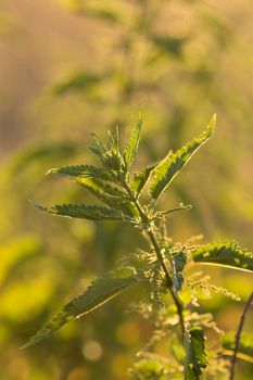 Nettle flower at sunset in backlight.