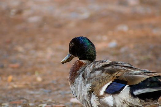 Ducks in freedom in the natural landscape of Nules