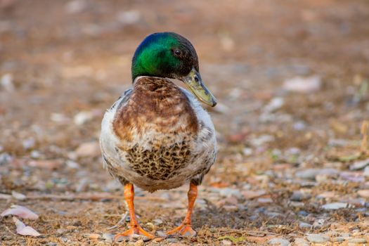 Ducks in freedom in the natural landscape of Nules
