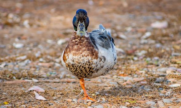 Ducks in freedom in the natural landscape of Nules