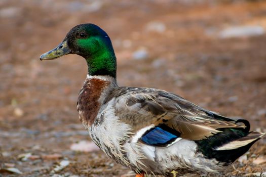 Ducks in freedom in the natural landscape of Nules