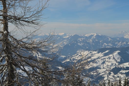 Snowy Trees in The Mountains of Flachau Austria