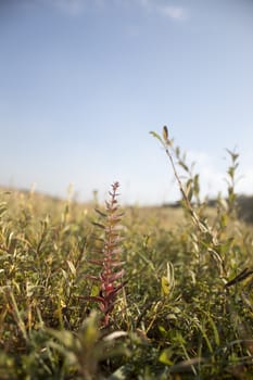 Close up of grass with one red discolored one right in the middle