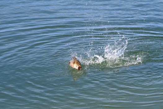 Small-mouth bass on fly