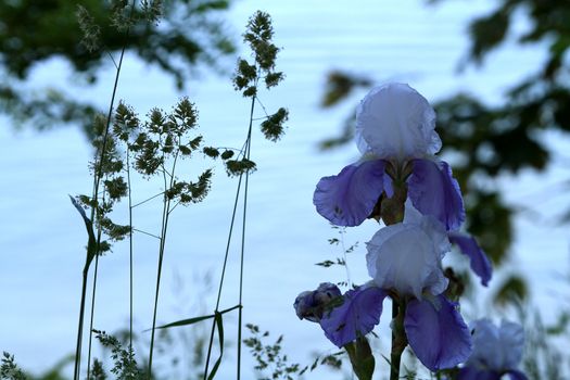 Purple and white Iris in morning light