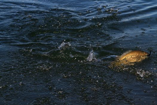 Small-mouth bass on fly