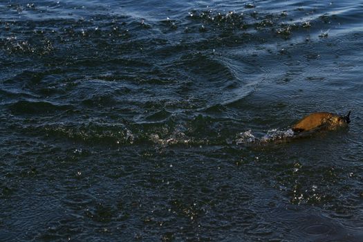 Small-mouth bass on fly