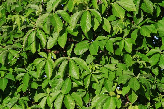 Lush green background in morning sun