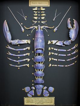 A north sea lobster shell segmented into pieces and displayed in a case