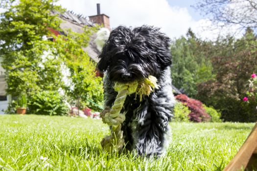 Dutch schapendoes puppy of less than a year old walking towards scren with rope