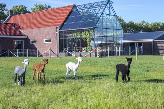 A group of different colloured alpaca`s behind a house that has a greenhouse attached