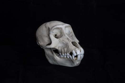 Real monkey skull side vieuw isolated on a black background