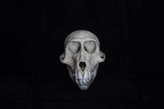 A clean monkey skull isolated on  a black background
completely with teeth