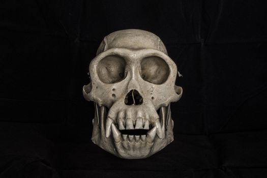 Plastic monkey skull with black background