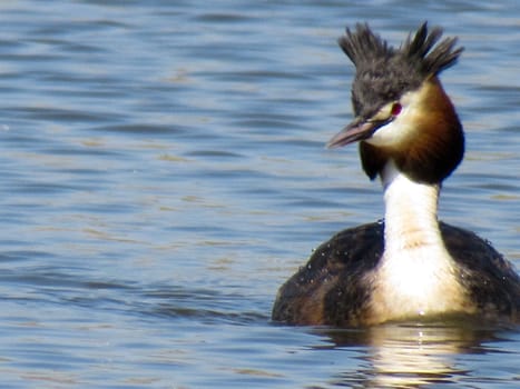 Close up of grebe in the water with combs still up