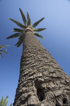 Palm tree from above with sky background