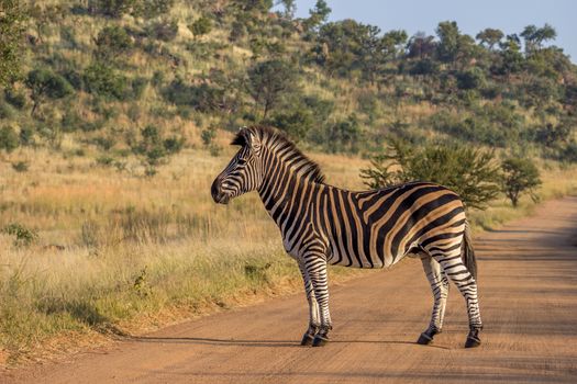 Burchels Zebra standing on a dirt road in Pilanesberg National Park