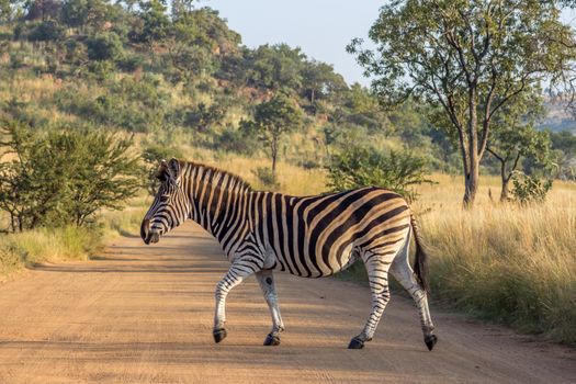 Burchels Zebra crossing a dirt road
