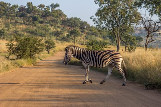 Burchels Zebra crossing a dirt road