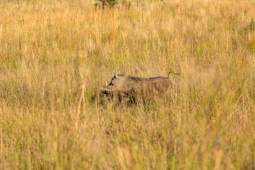 common Warthog running in the long grass