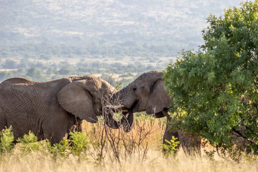 African Elephant in Pilanesberg National Park