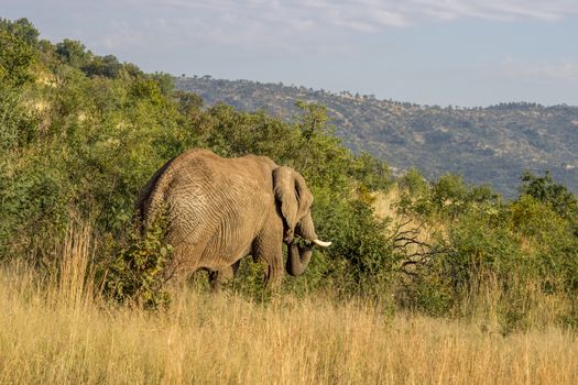 African Elephant in Pilanesberg National Park eating a tree branch