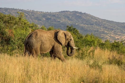 African Elephant in Pilanesberg National eating a tree branch