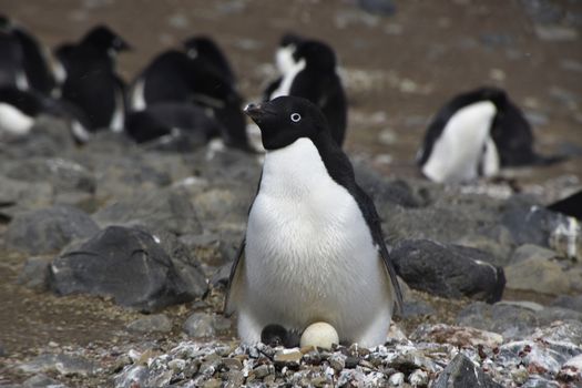 Stock pictures of penguins in the Antarctica peninsula