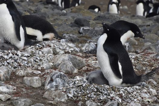 Stock pictures of penguins in the Antarctica peninsula