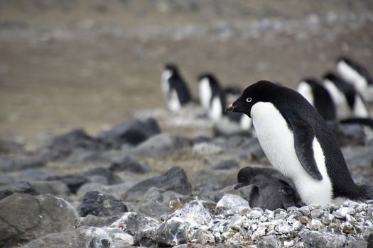 Stock pictures of penguins in the Antarctica peninsula