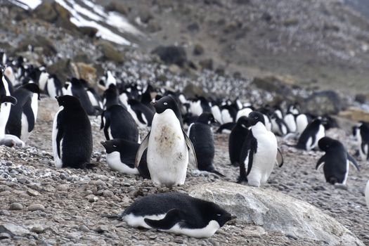 Stock pictures of penguins in the Antarctica peninsula