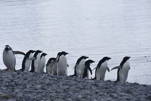 Stock pictures of penguins in the Antarctica peninsula