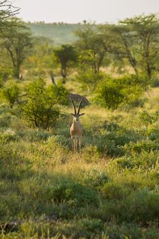 Young female antelope in the savannah of Samburu Park in central Kenya ,Samburu National Reserve, Kenya nature