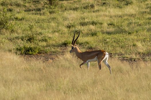 Young female antelope in the savannah of Samburu Park in central Kenya ,Samburu National Reserve, Kenya nature