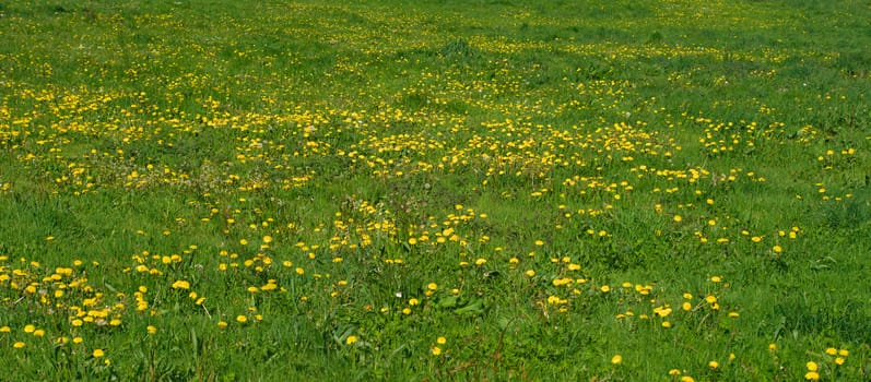 Grass field full with blooming dandelions