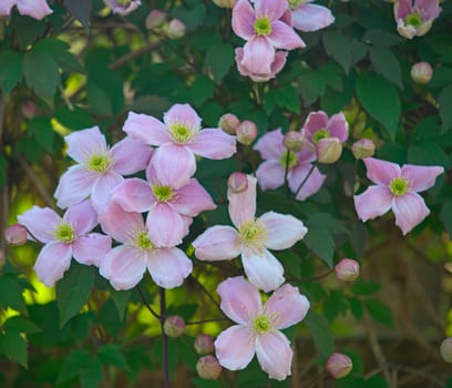 Plant full with blooming light purple flowers