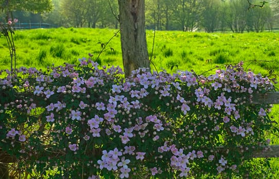 Plant full with blooming light purple flowers