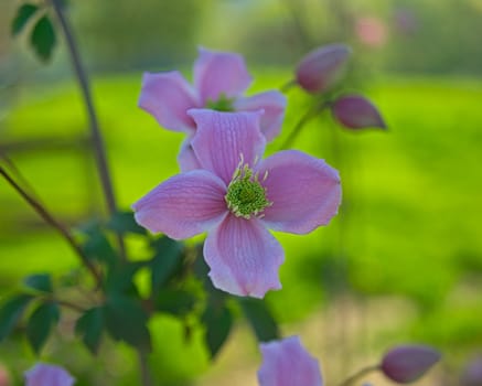 Plant full with blooming light purple flowers