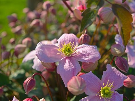 Plant full with blooming light purple flowers