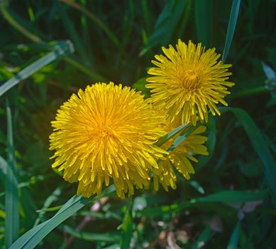 Grass field full with blooming dandelions