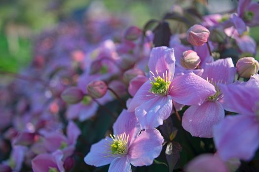 Plant full with blooming light purple flowers