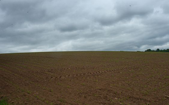 Agricultural field with small corns growing and cloudy sky